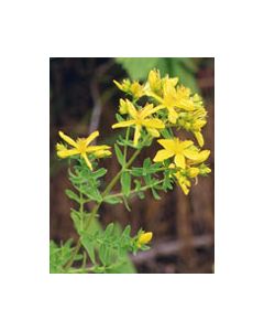 Tsa Hipericum Perforatum 50ml