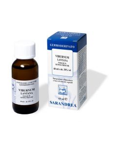 Viburnum Lantana 1000ml Mg